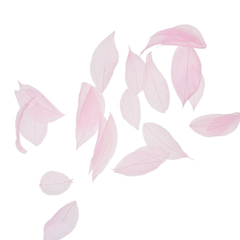 Dried Leaves- Magnolia (various colors) by Alkademie - Alambika Canada