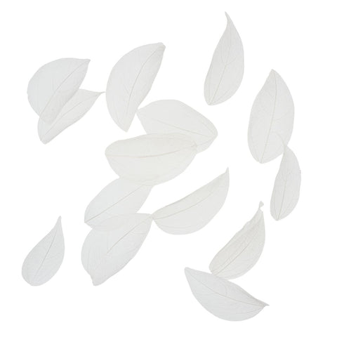 Dried Leaves- Magnolia (various colors) by Alkademie - Alambika Canada