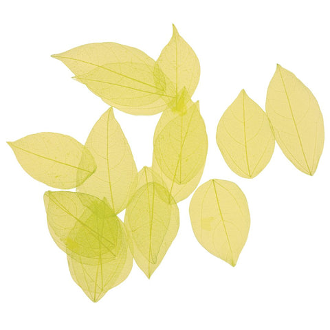 Dried Leaves- Magnolia (various colors) by Alkademie - Alambika Canada