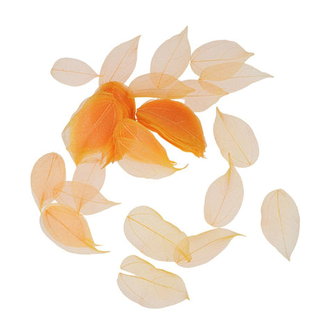 Dried Leaves- Magnolia (various colors) by Alkademie - Alambika Canada