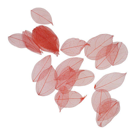 Dried Leaves- Magnolia (various colors) by Alkademie - Alambika Canada